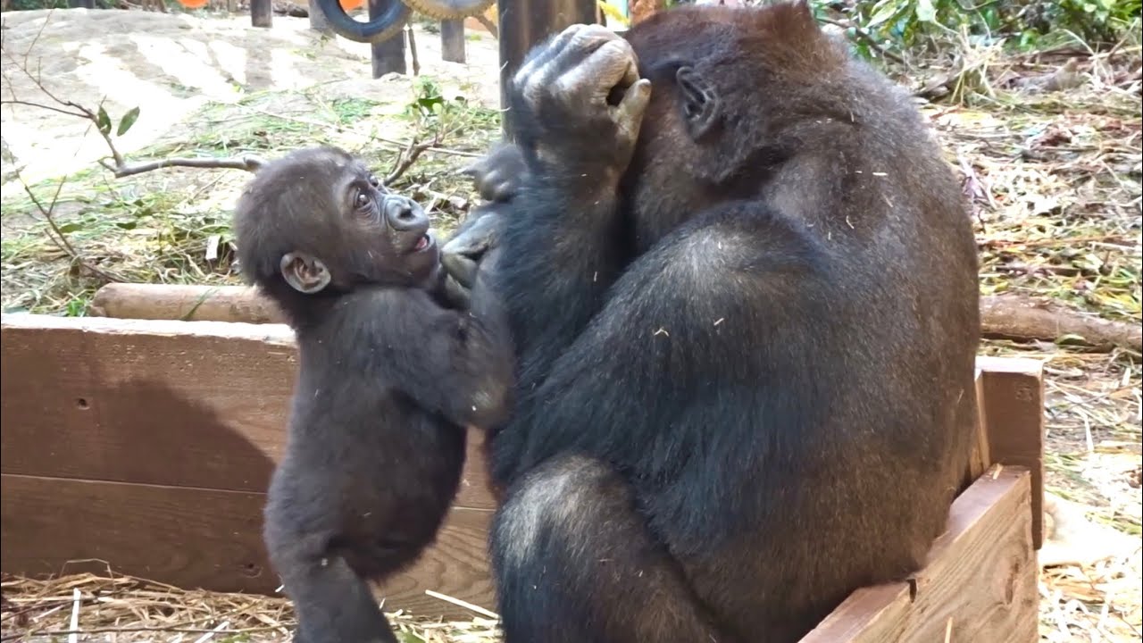 嬉しそうな笑顔を見せるキンタロウ⭐️ゴリラ gorilla【京都市動物園】Baby gorilla kintaro playing with a happy smile