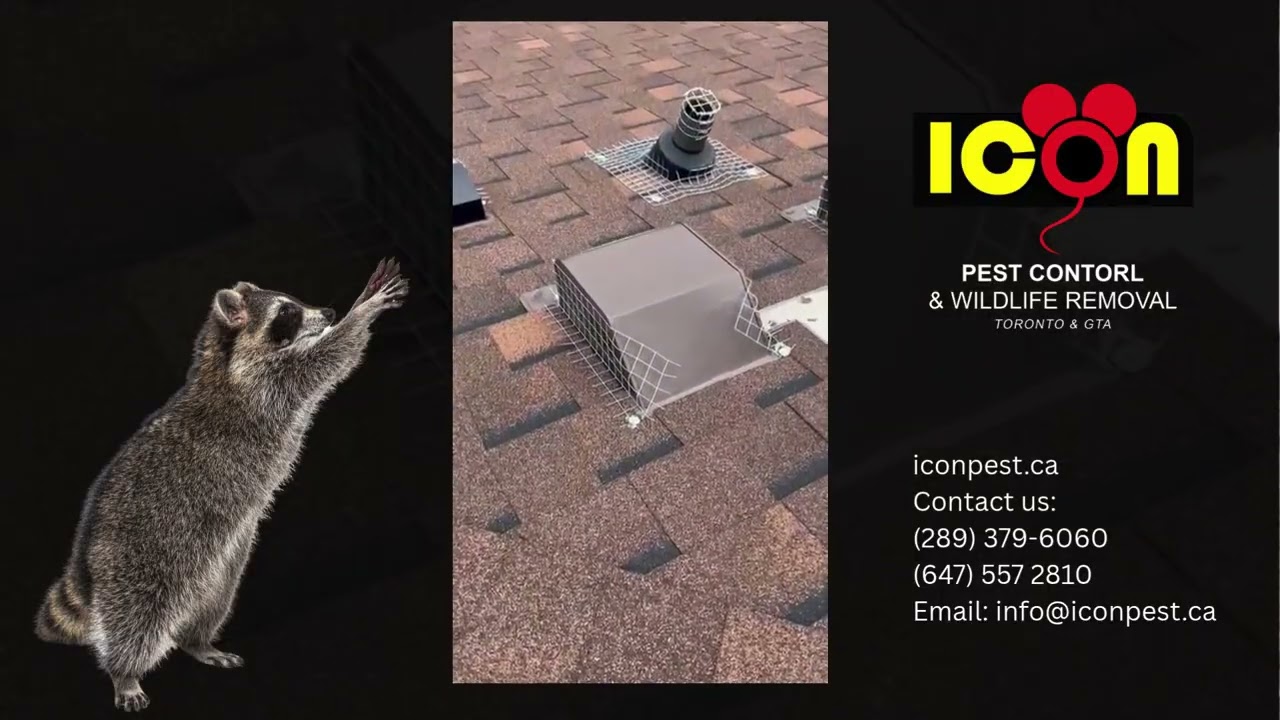 Raccoon in Your Wall? Safe Removal Without Damage | Icon Pest Toronto & GTA
