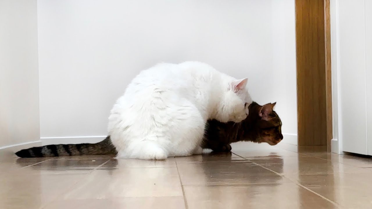 突然、家に知らない人が来た時の猫の反応が可愛いすぎた…！