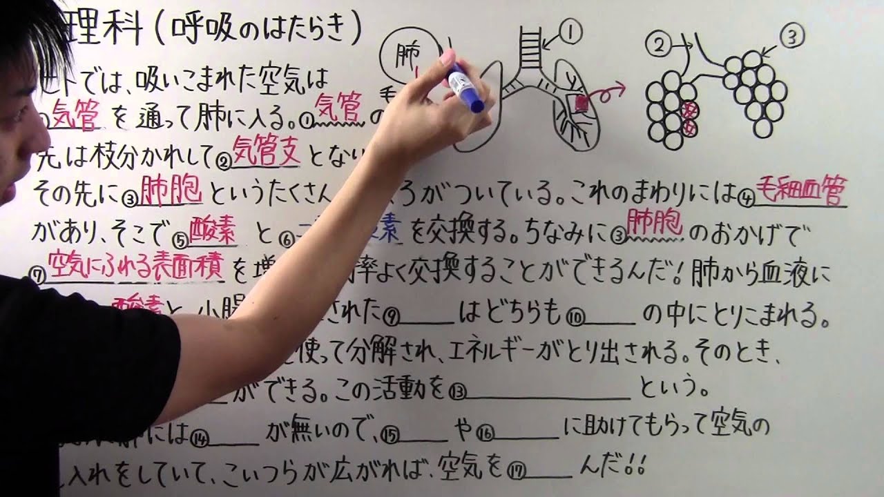 【理科】中2-20 呼吸のはたらき