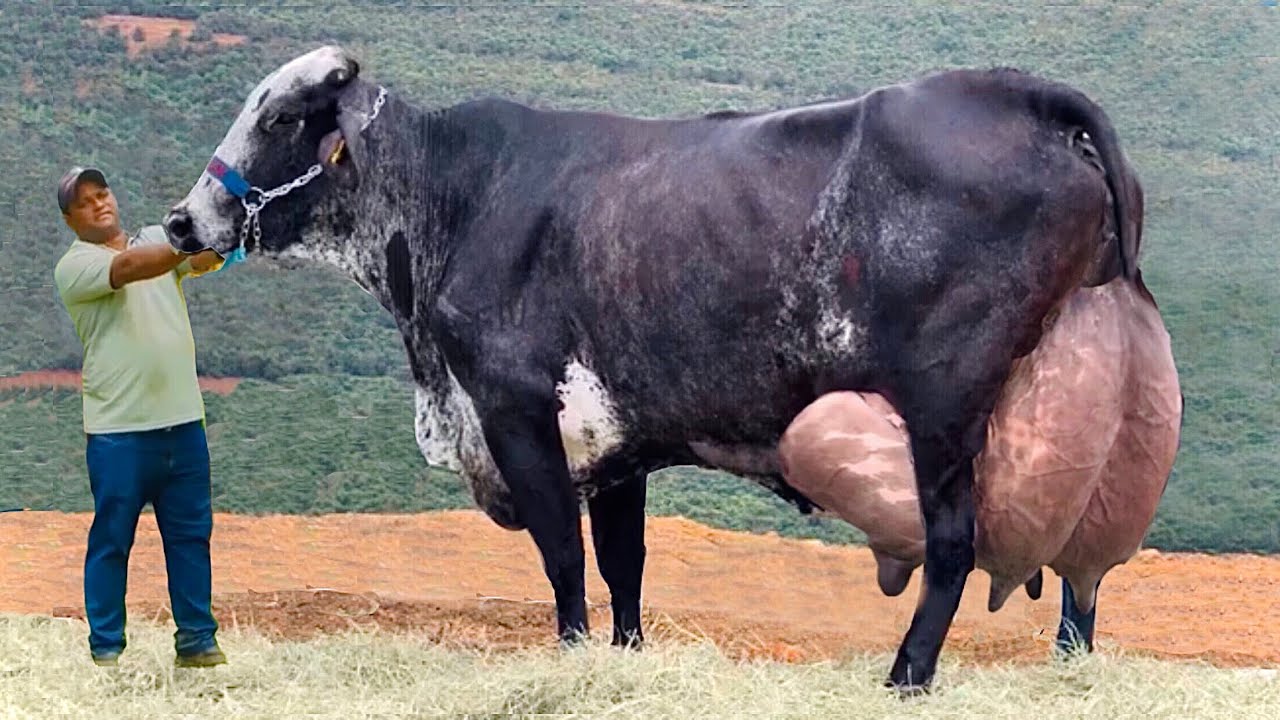 Highest milking cow breed⭐️jersey cow⭐️Holstein cow⭐️cow milking video