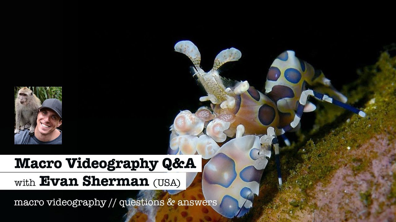 MACRO VIDEOGRAPHY Q&A with Evan Sherman