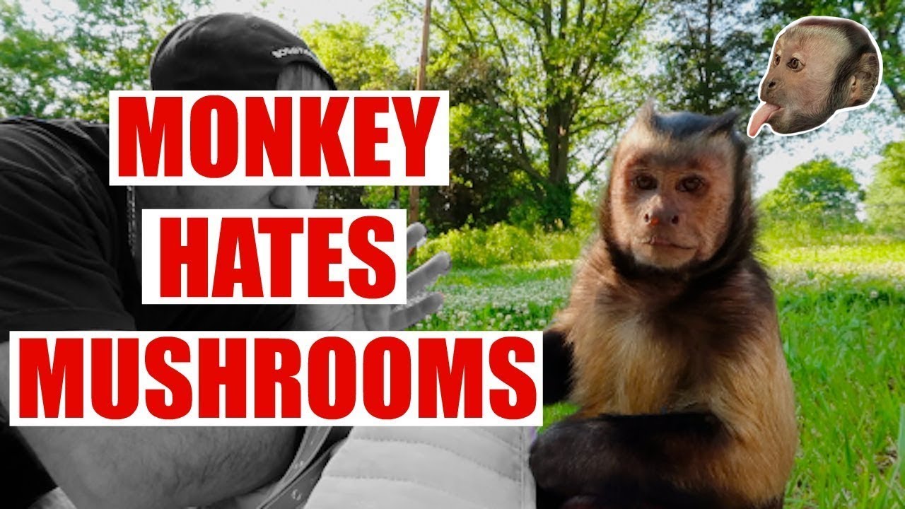 Monkey HATES Mushrooms! Funny