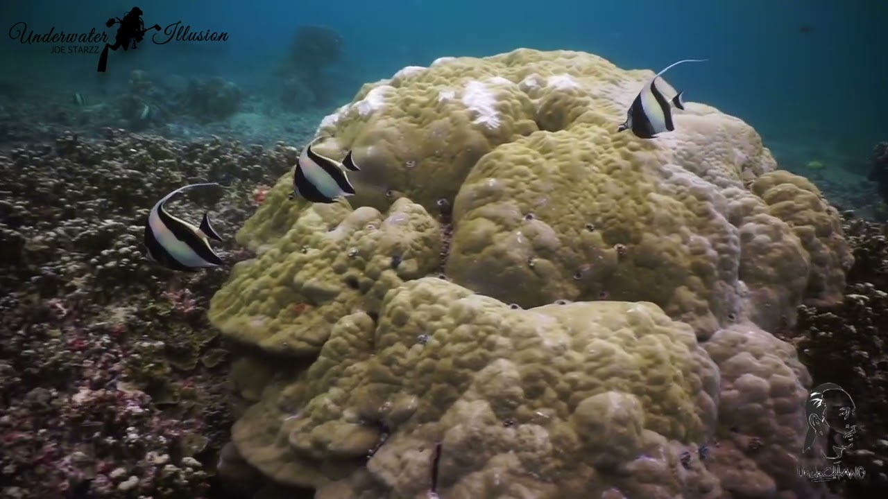 Sony A6000 Underwater Video