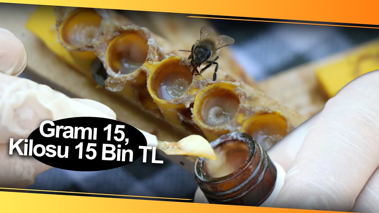 'Arı Sütü' Servet Değerinde Gramı 15, Kilosu 15 Bin TL