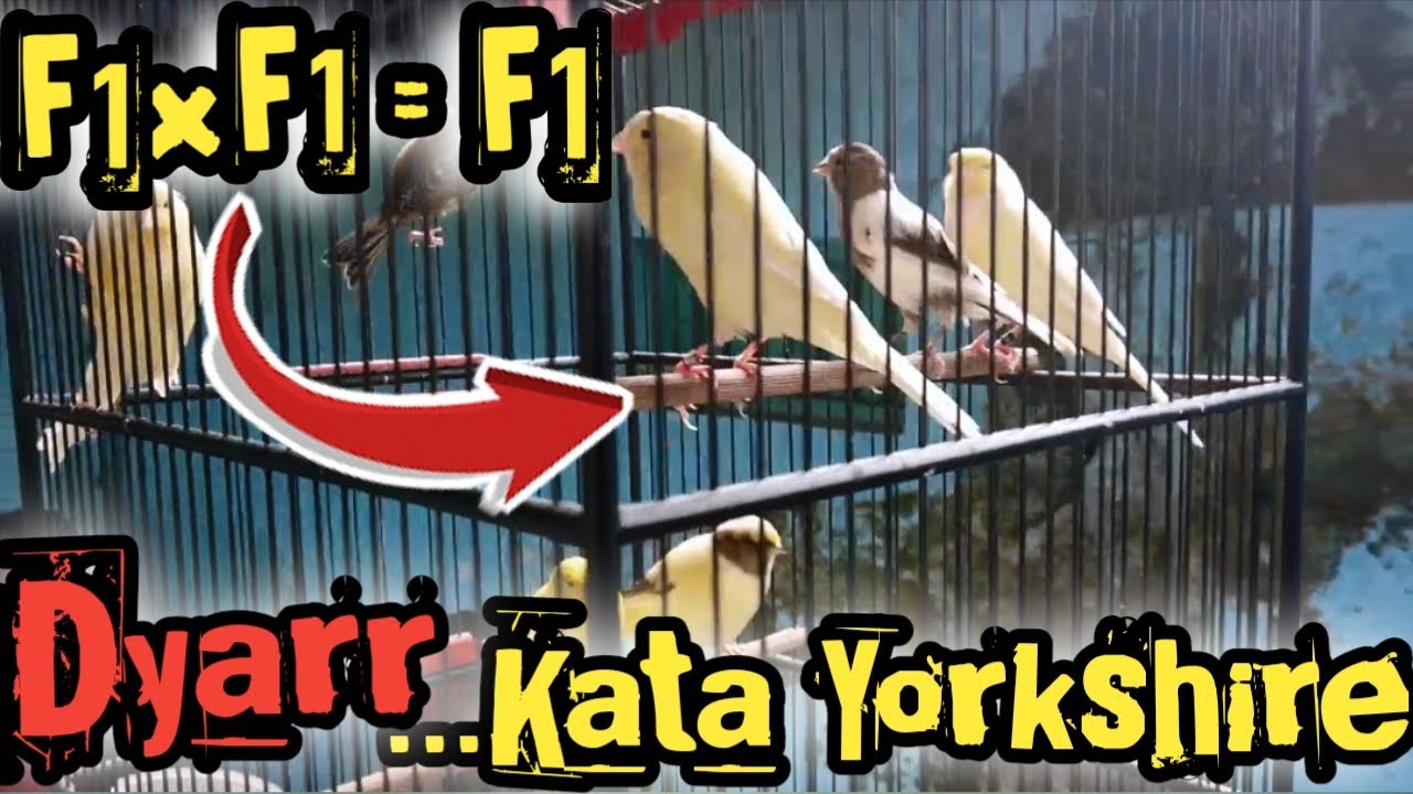 Kenali Seri Kenari F1 Ys Asli Sebelum Membeli❗Jgn Skipp Biar Gak Gagal Paham