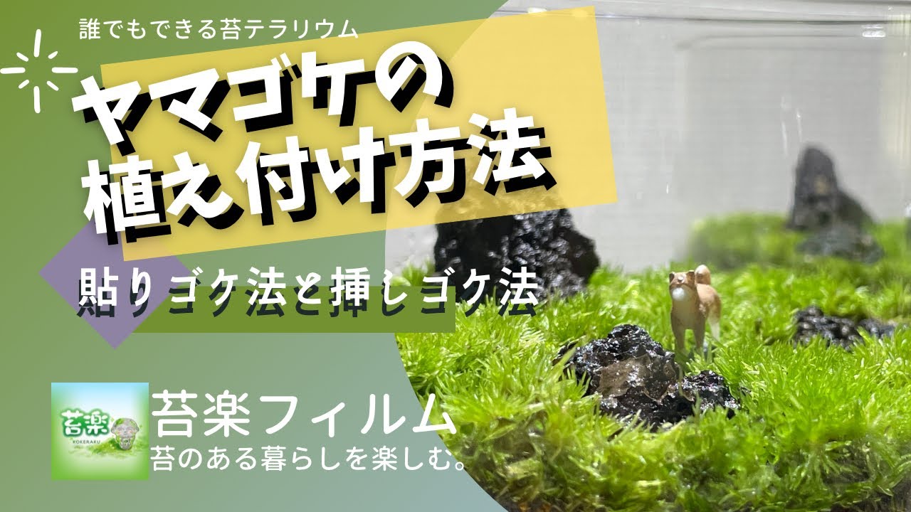 山ゴケの貼りゴケ法と挿しゴケ法を解説【苔テラリウム制作動画】
