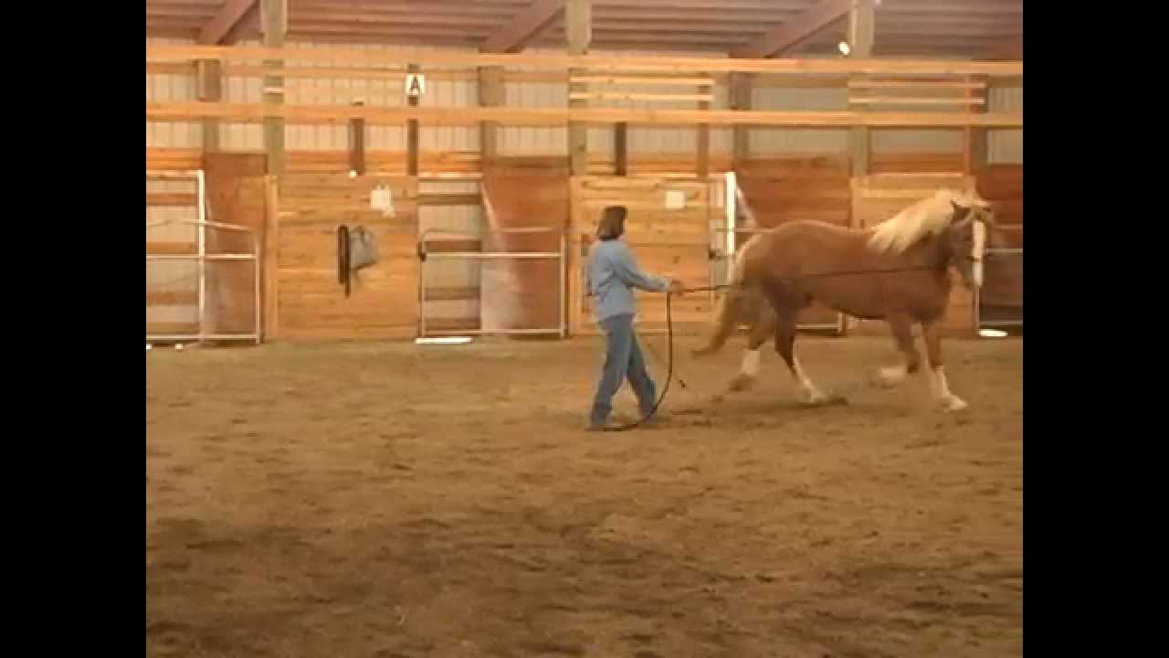 Problems when Teaching a Horse to Lunge with Holistic Horse Trainer Missy Wryn
