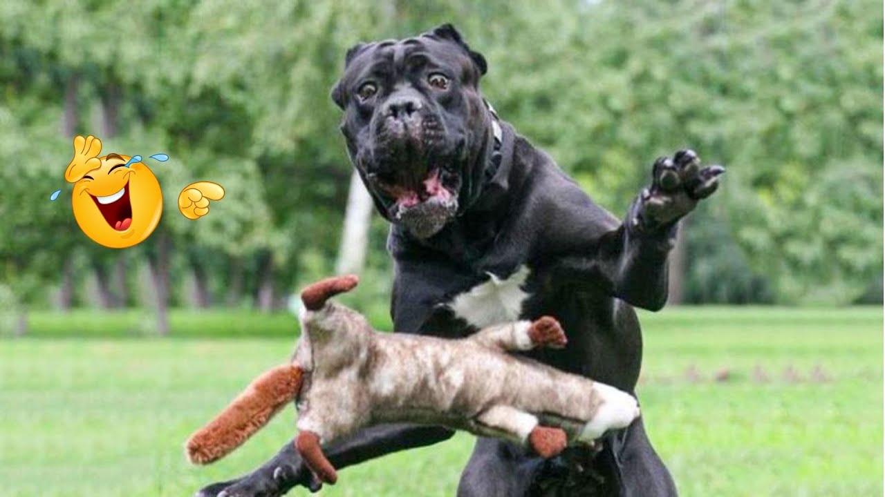 I Can’t Believe These Dogs Are Still This Funny 😂 Best Funny Dog Videos of 2026 🐶