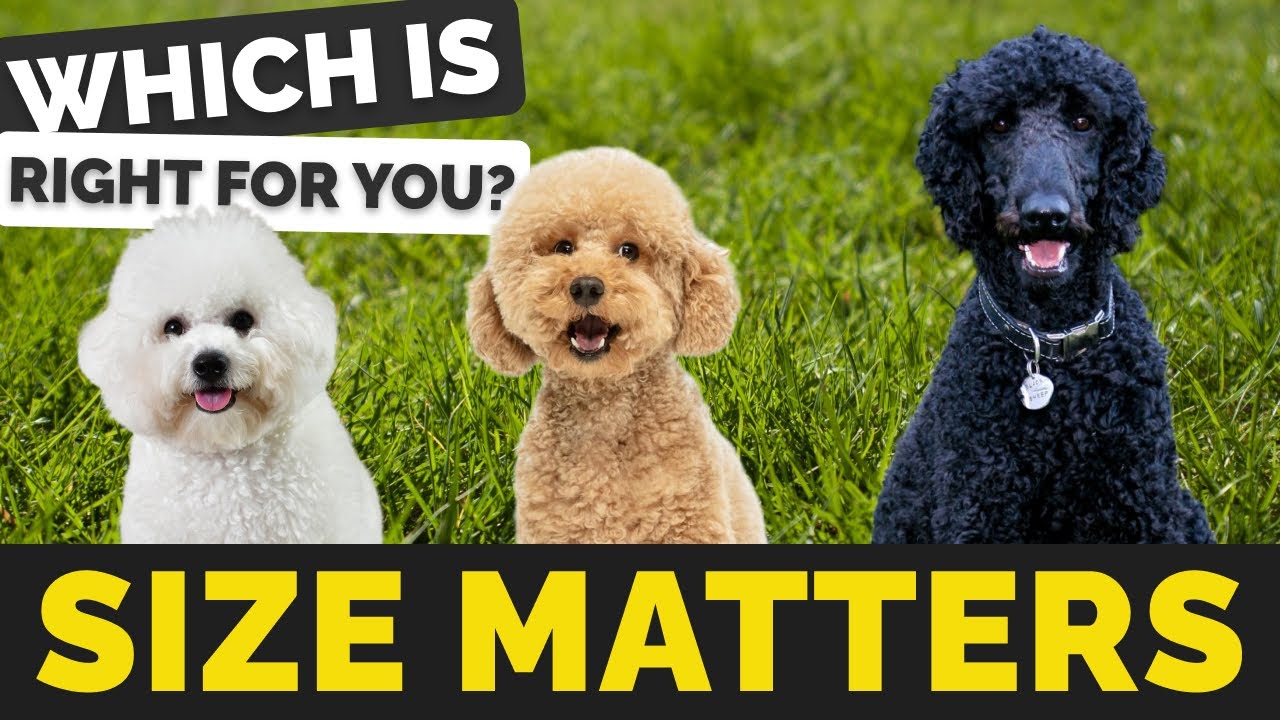 What is your Ideal Poodle size?