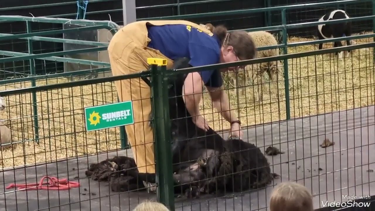 Interesting day! Sheep Shearing and the Sow with 14 piglets.