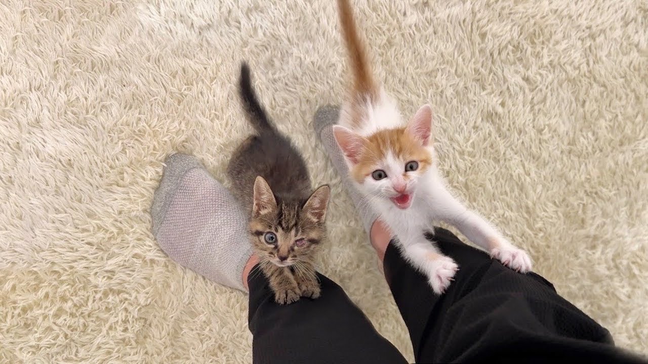 帰宅するとニャーニャー鳴きながら大喜びで出迎えてくれる子猫たちがかわいすぎました笑