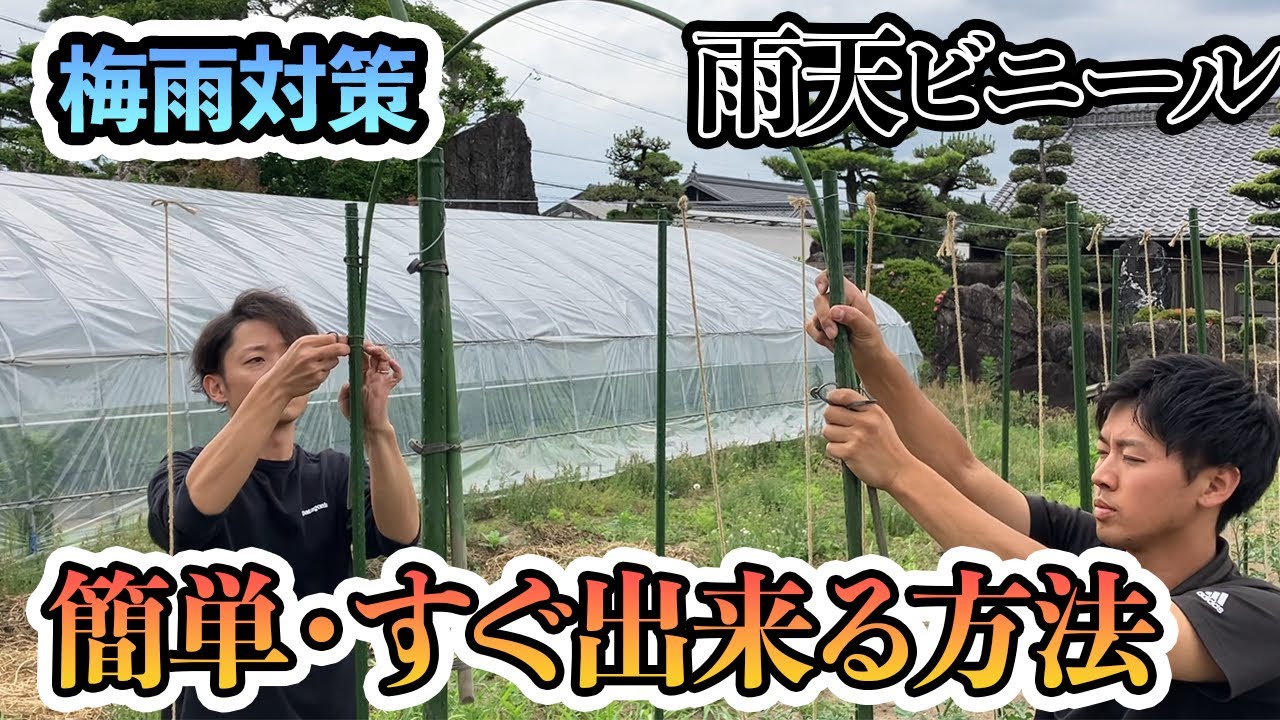 【トマト】即・簡単に「雨天シート」をはる方法！　やってない人は早めに