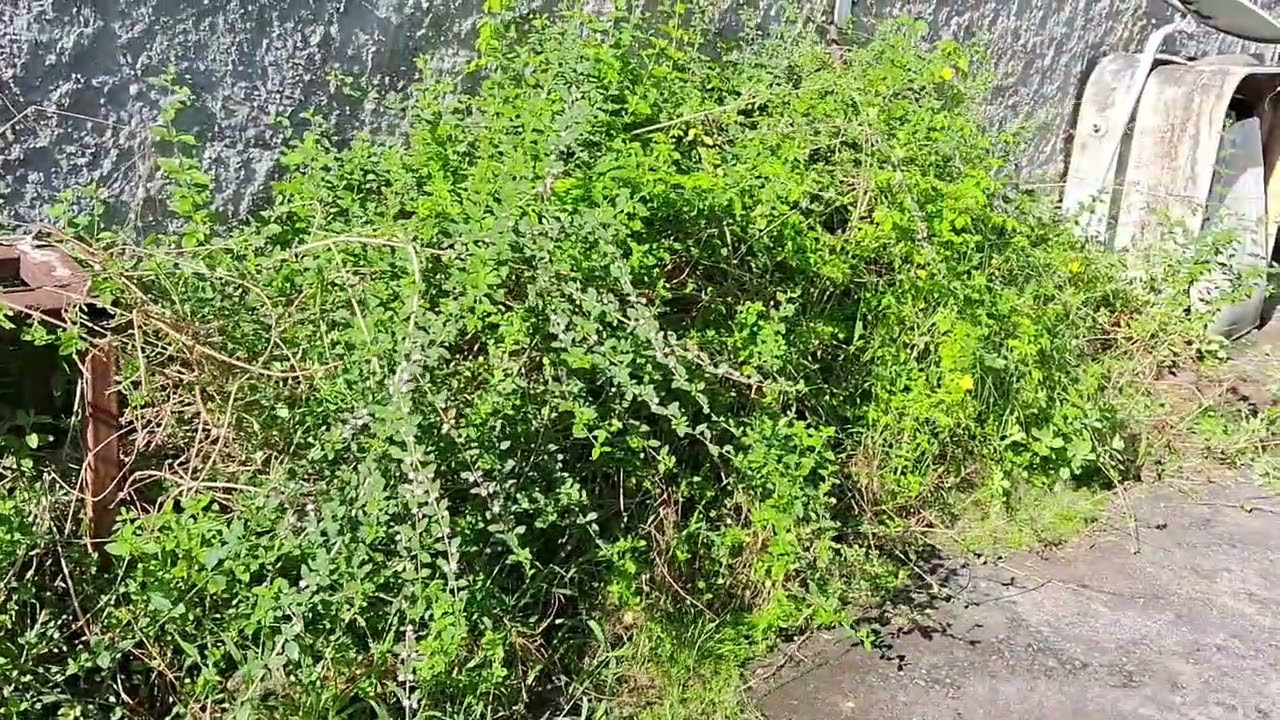 Limpeza do Quintal mais Plantação.