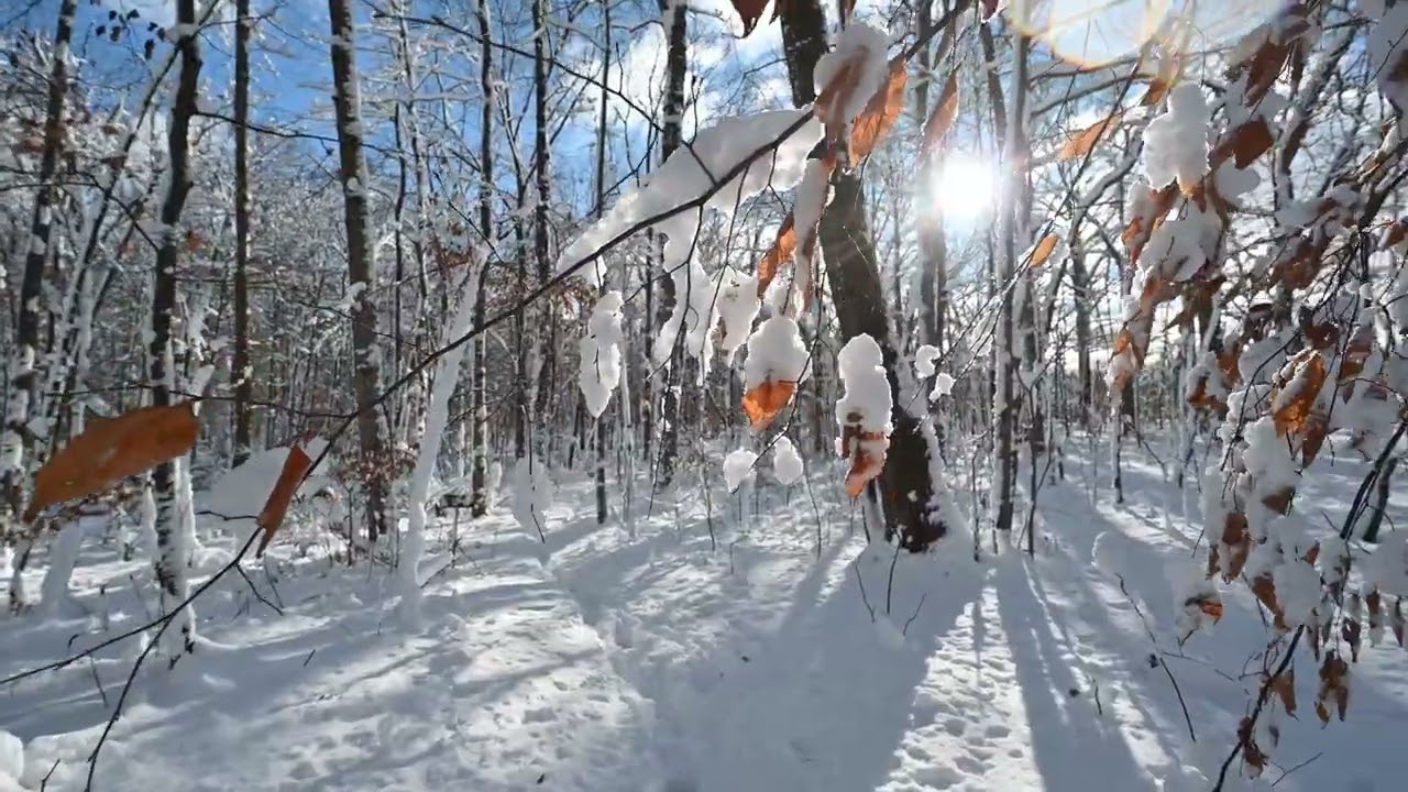 Snowy quietness in Tabor Woods, Caledonia, Wisconsin
