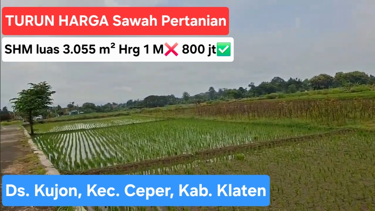 Turun harga sawah pertanian posisi hook SHM luas 3.055m² Hrg 1M ❌ 800 jt ✅. Lok Kujon, Ceper, Klaten