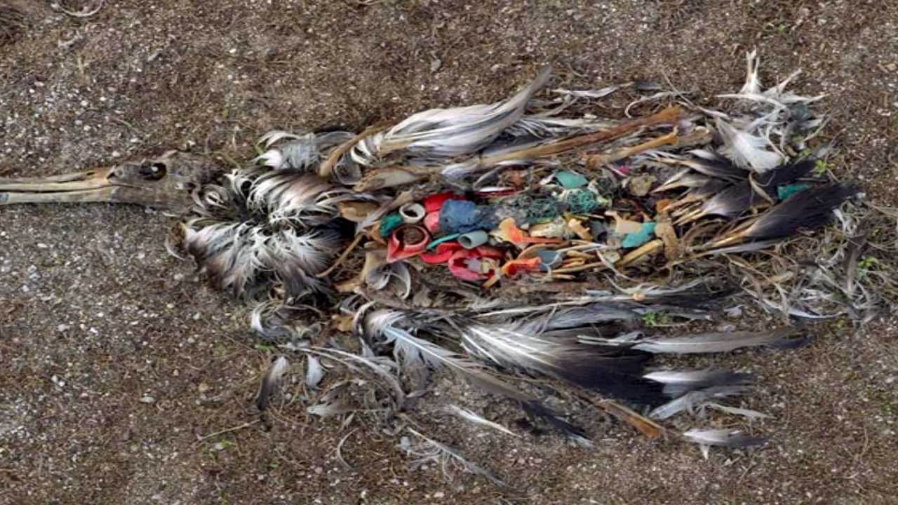 Great Pacific Garbage Patch Awareness Video