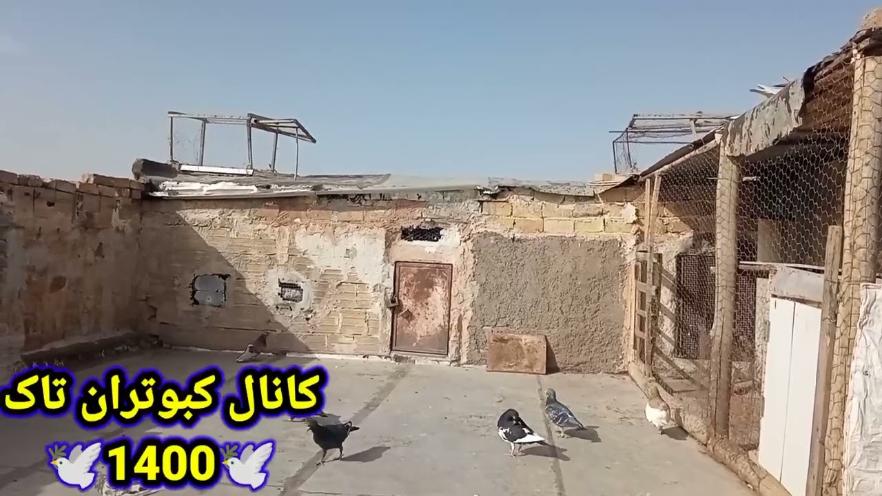 تمرین دادن جوجه ها.وپروندنشون