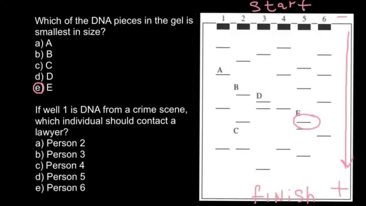 Genetics: how to read Agarose gel electrophoresis running results