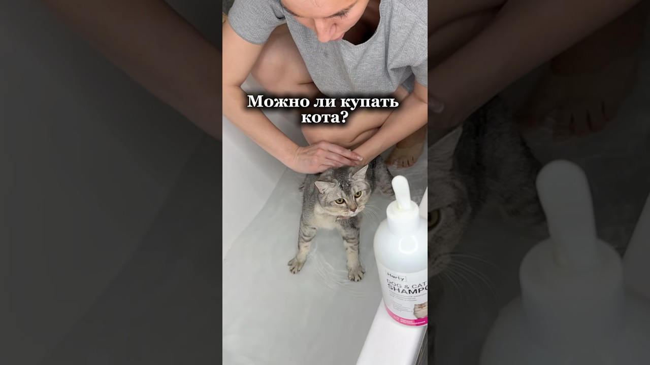 Можно ли купать кота? WB apт: 
