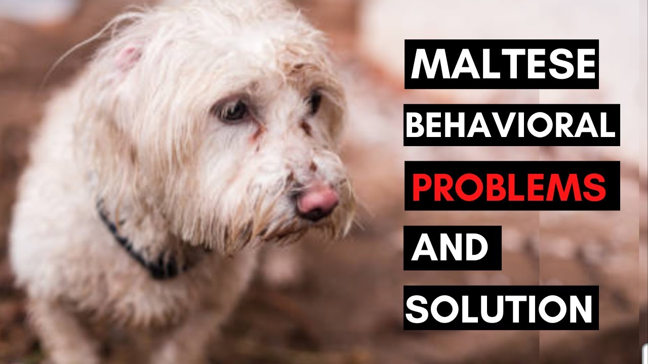 7 Common Behavioral Problems in Maltese Dog and How to Deal with them
