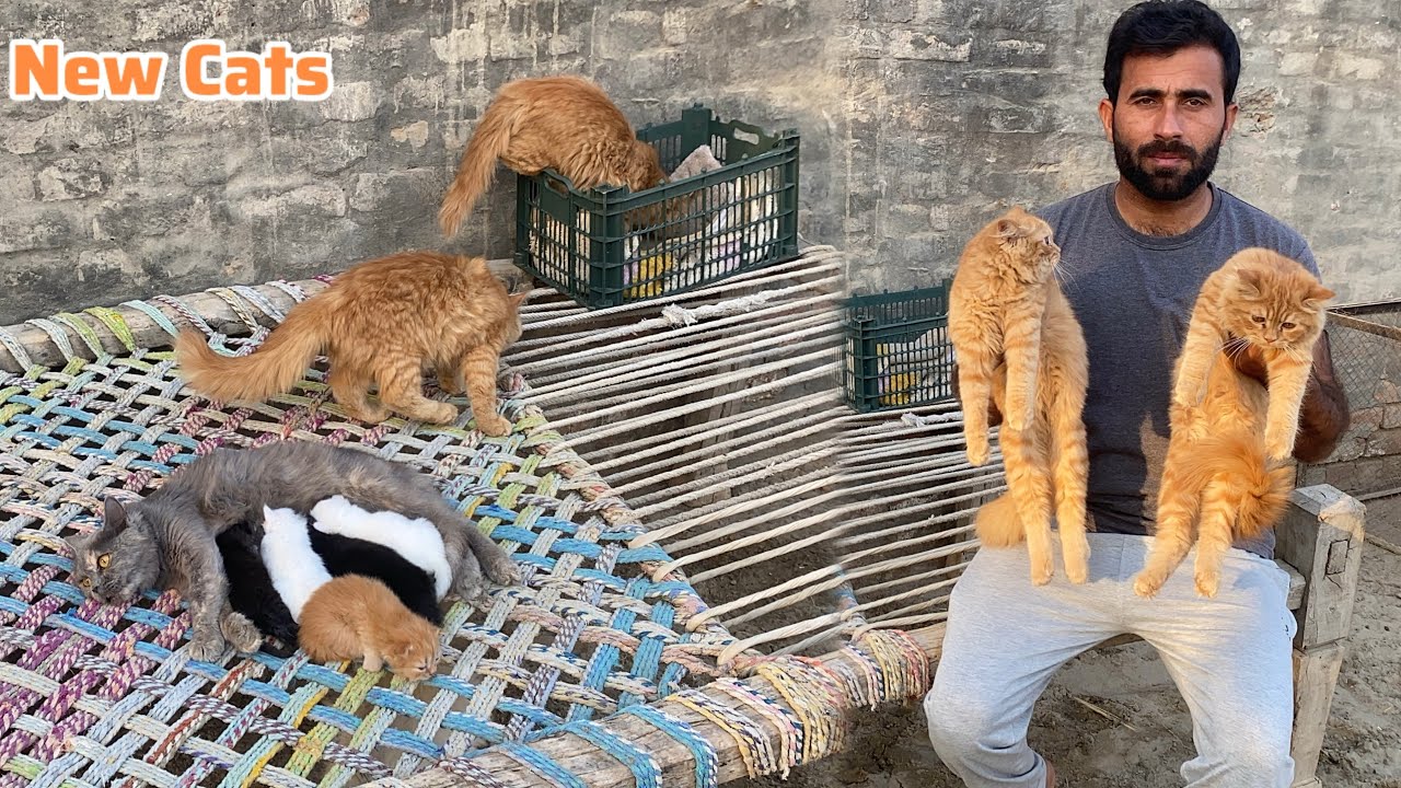 New Persian Cats a gi 🐈 Mano apne Kitten ko feed krwa rahi🐱 Pets Lover in Punjab 