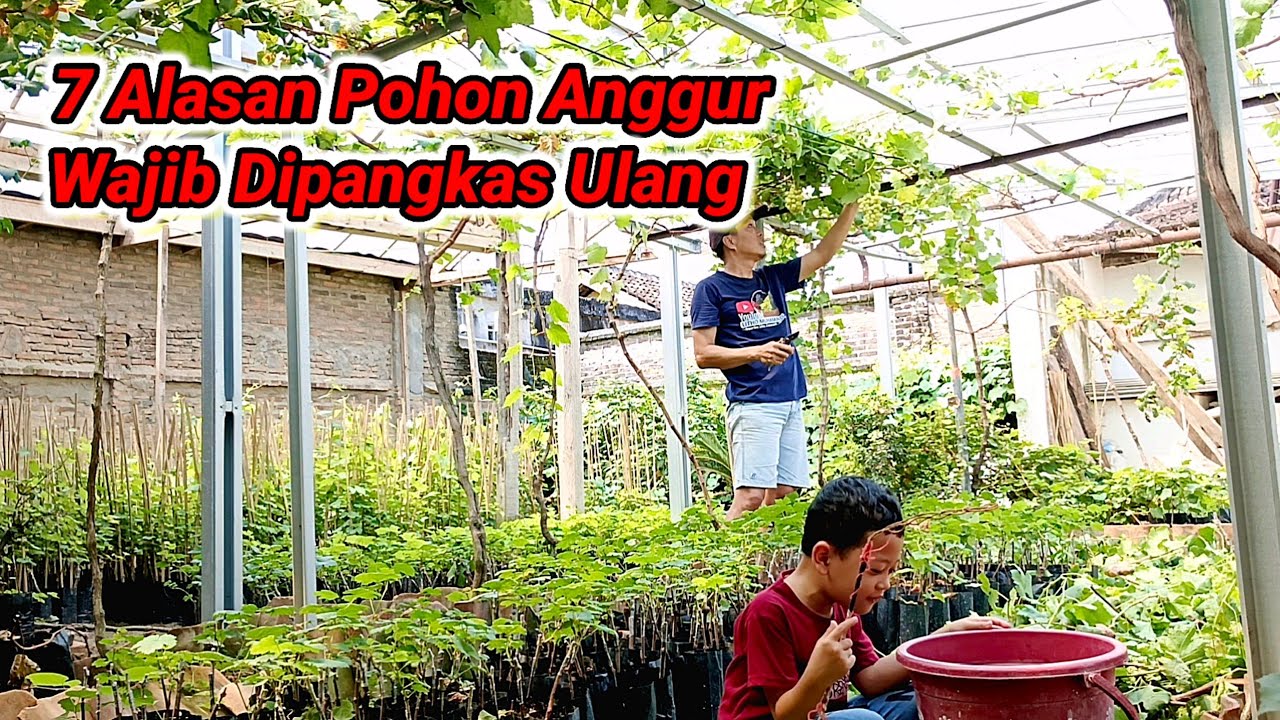 7 alasan pohon anggur wajib dipangkas ulang (FOUNDATION PRUNING)