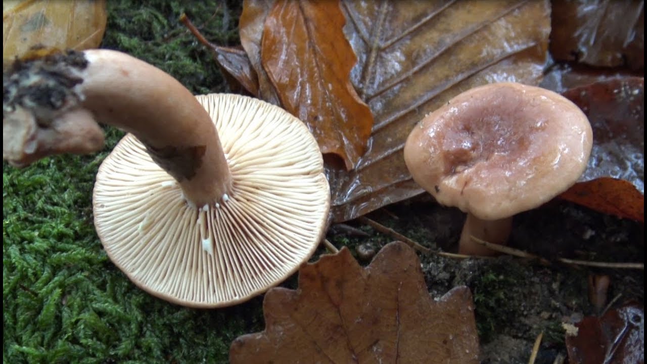 Mleczaj rudy - Lactarius rufus - Raczej niejadalny, ale...