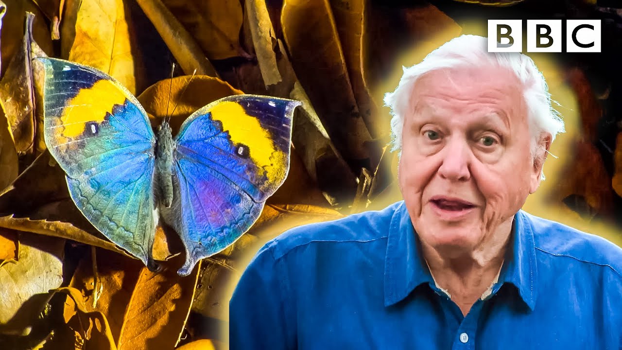 David Attenborough meets some very clever insects 🐞🦋 BBC