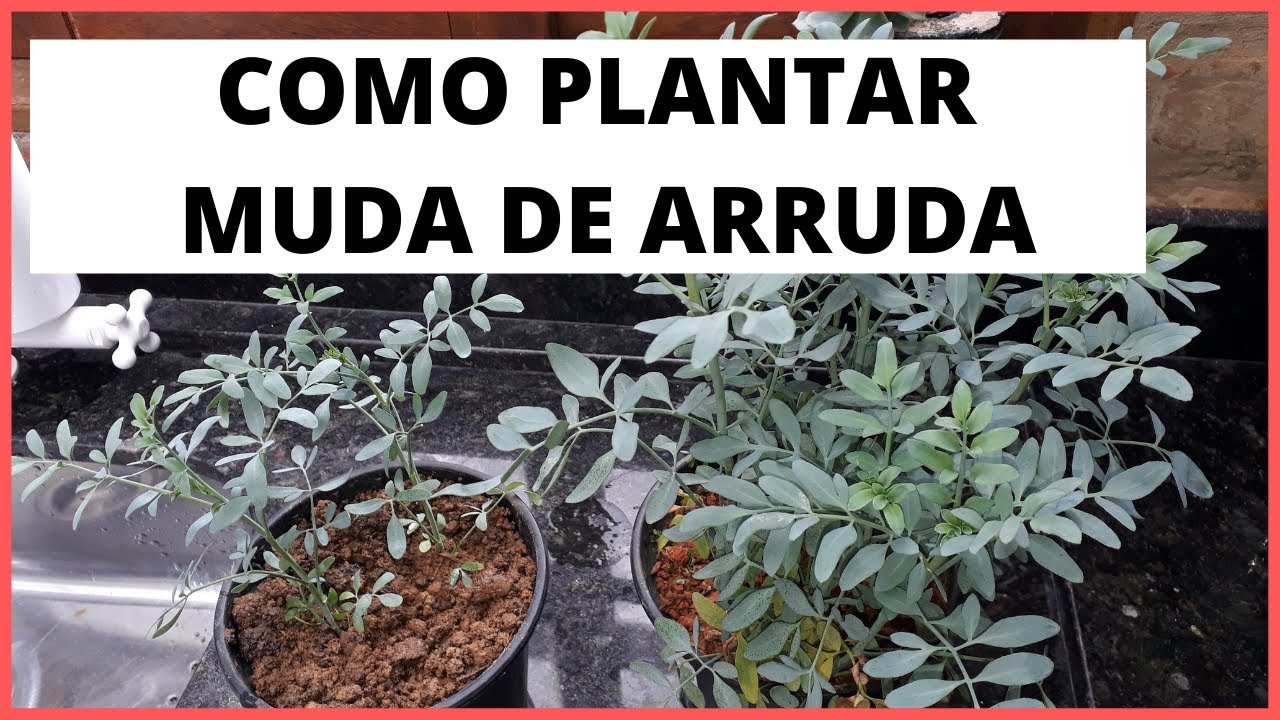 COMO PLANTAR MUDA DE ARRUDA COM A T&Eacute;CNICA SIMPLES - CANAL APRENDIZ /873