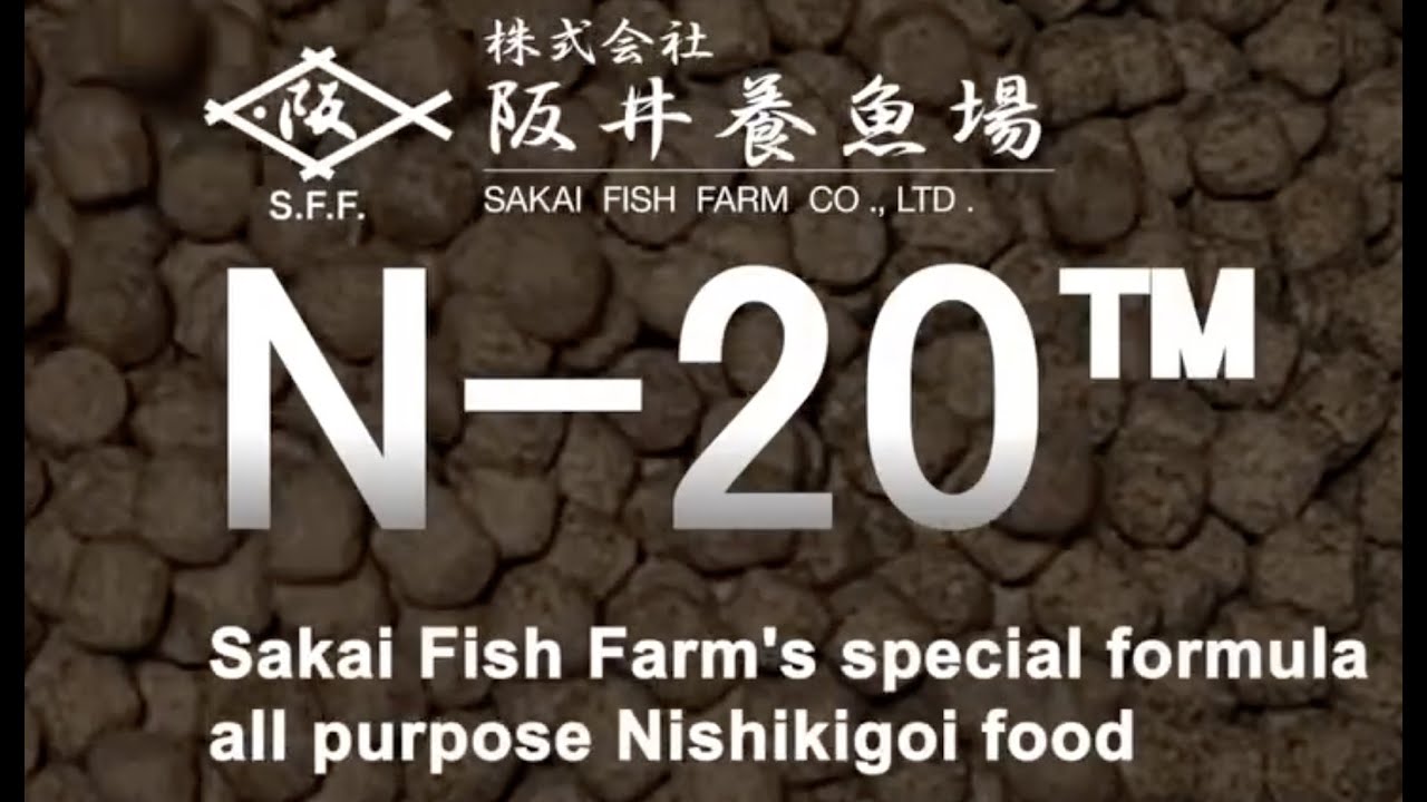 Introducing Hikari N-20 Koi Food developed by Sakai Fish Farm and produced by Hikari.
