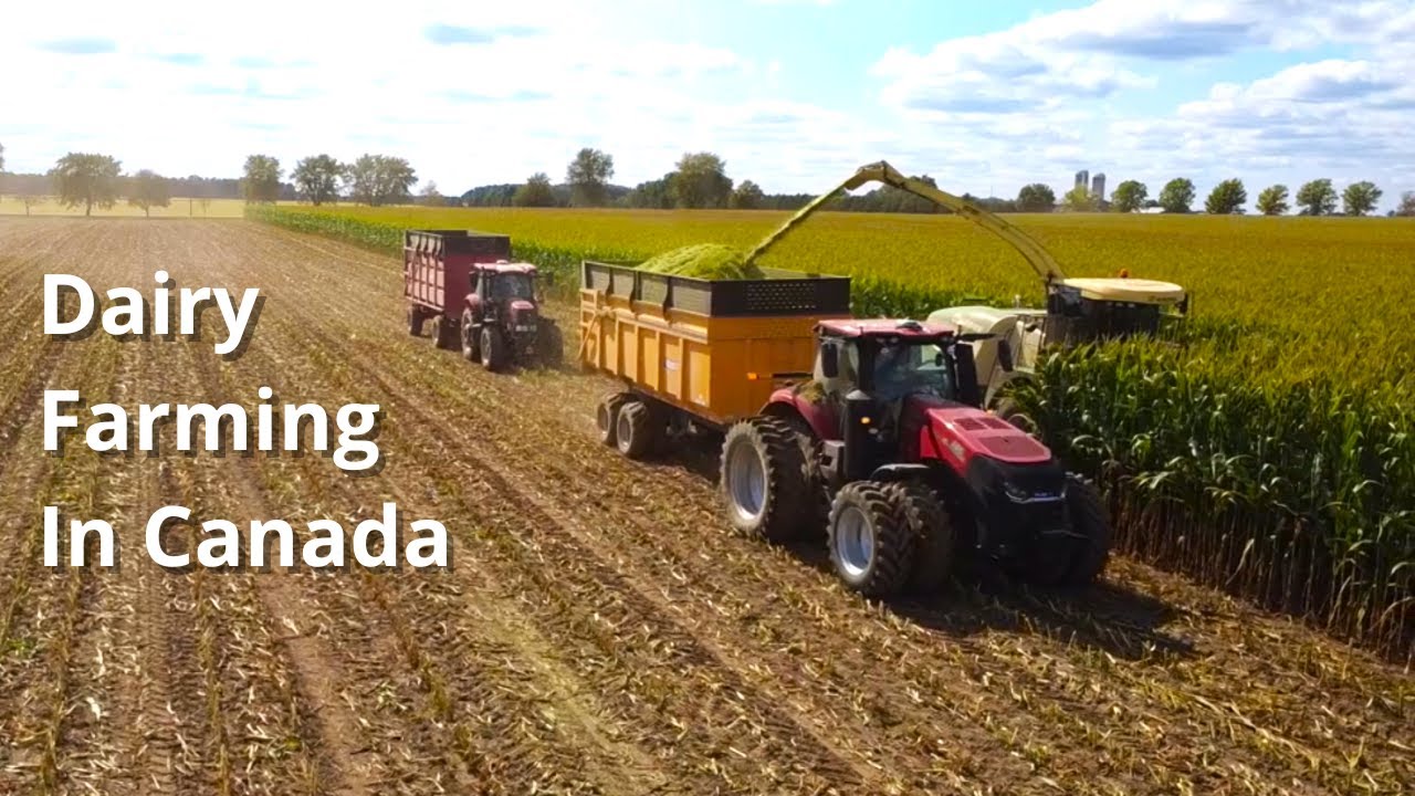 Corn silage 2025 ~ Dairy Farming In Canada