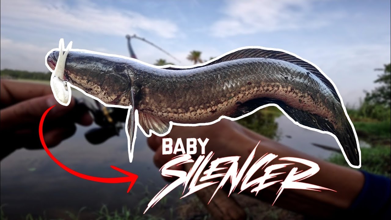 12 | BOTAK MANCING HARUAN | SMALL LURE BIG FISH !!!