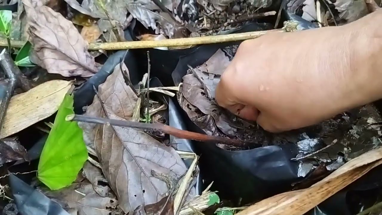Mimpi Punya ATM Mingguan Dengan Menyemai Kacang Sacha Inchi
