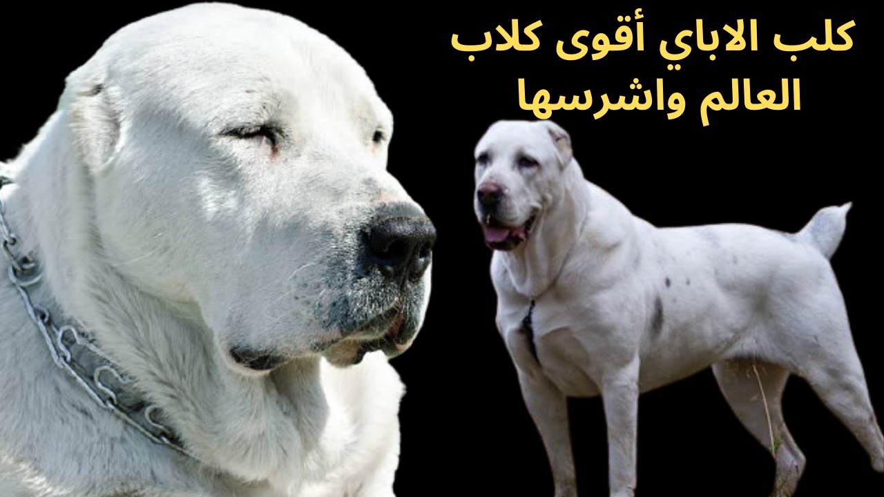 حقائق لا تعرفها عن كلب الاباي|معلومات و مواصفات كلب الاباي الأقوي والأكبر فى العالم|Alabai Dog