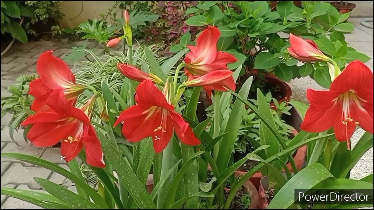 Amaryllis Lily - Make your plants bloom in simple & sure steps//Care