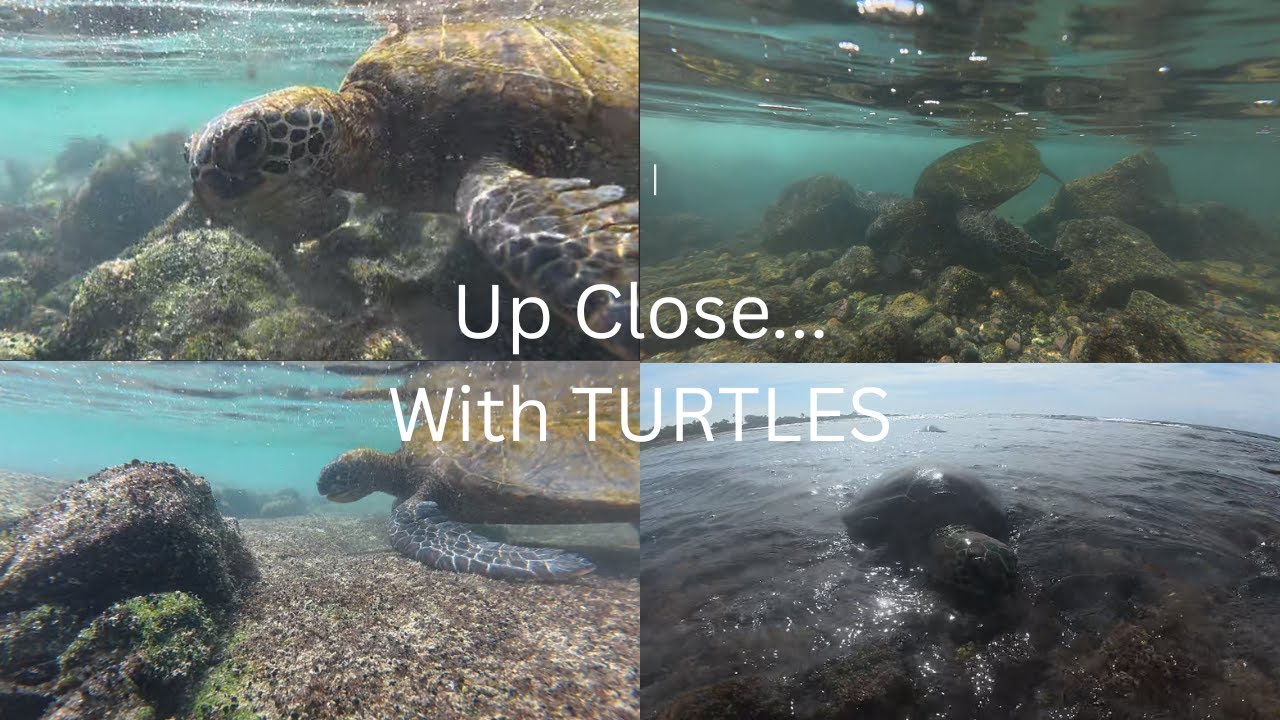 Peaceful Encounters With Sea Turtles | Hawaii