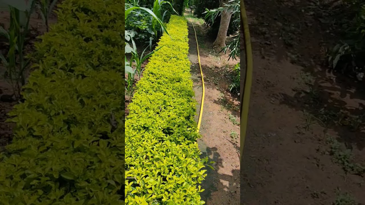 Hedge Plant l Gardening | Plant  #Shorts #garden #plants #outdoorplants #popular #beautiful #viral