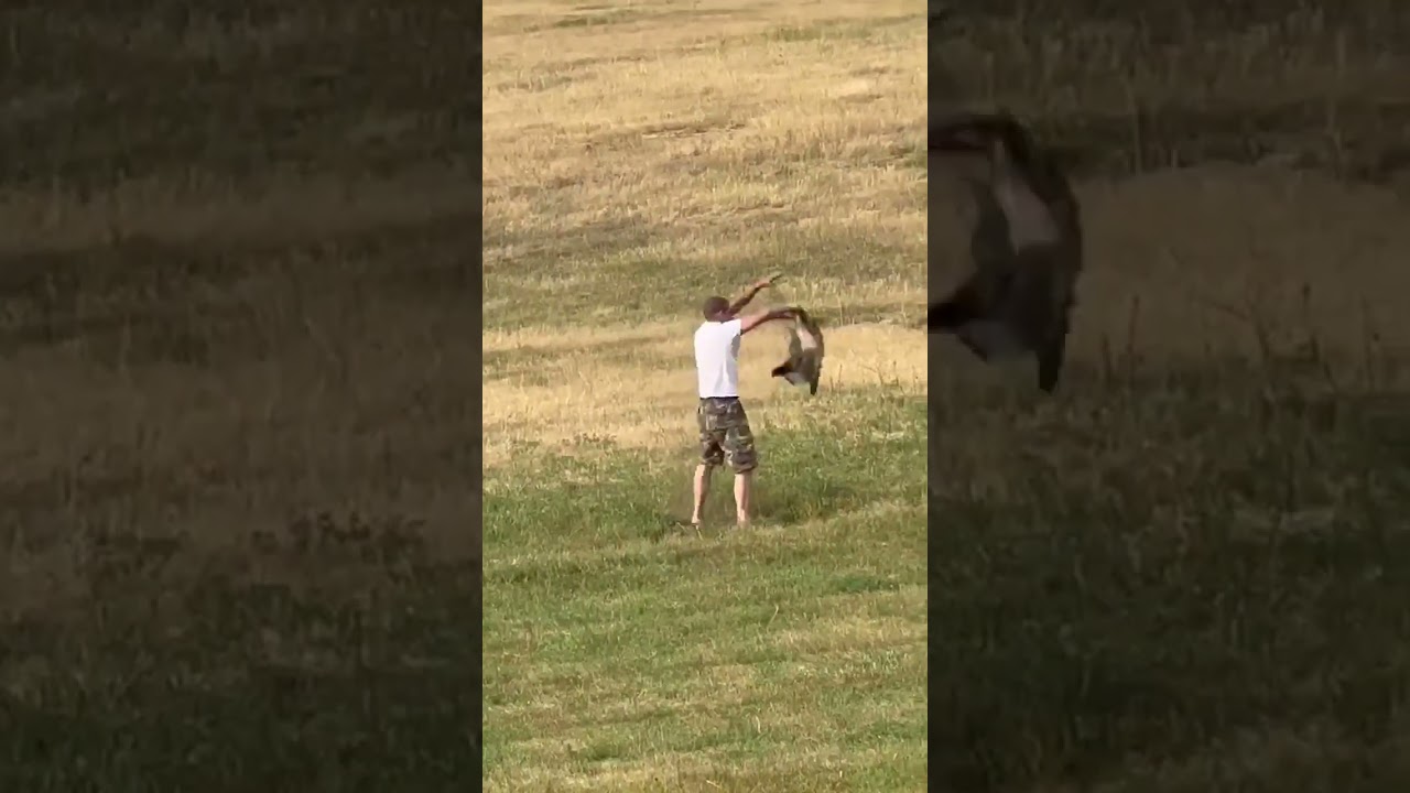 Catching a live badger barehanded. Montana noodling