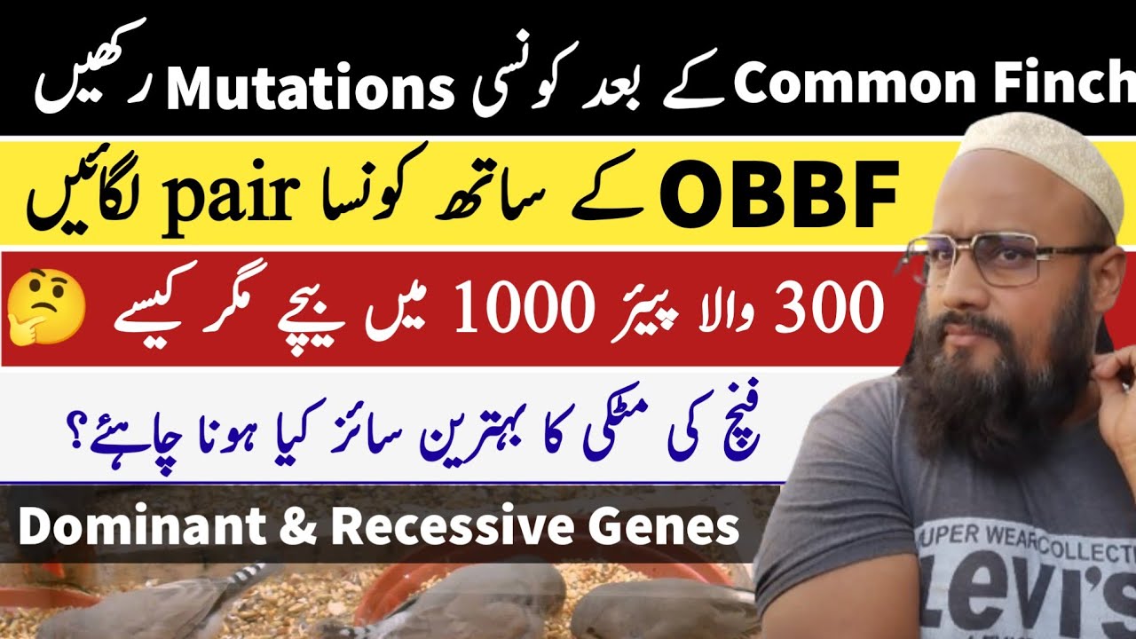 Which Mutation To Keep After Common Finch | Best Pair With OBBF | Zebra Finch Breeding Box Size