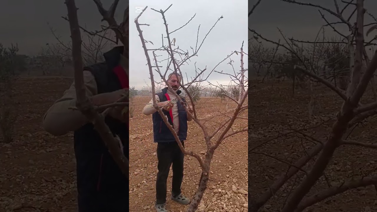 Badem budama Şekli 