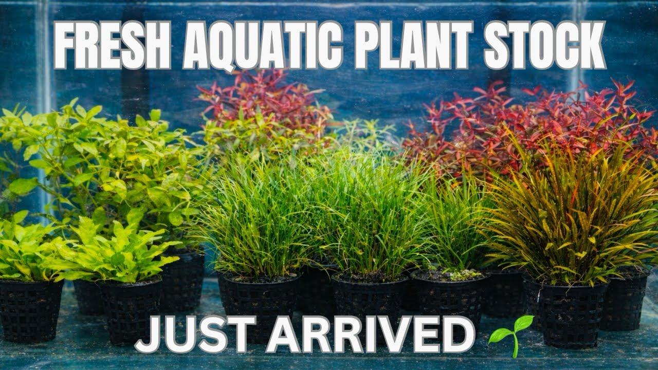 Aquatic Plants Stock Update 🌿 | New Arrivals with Names 