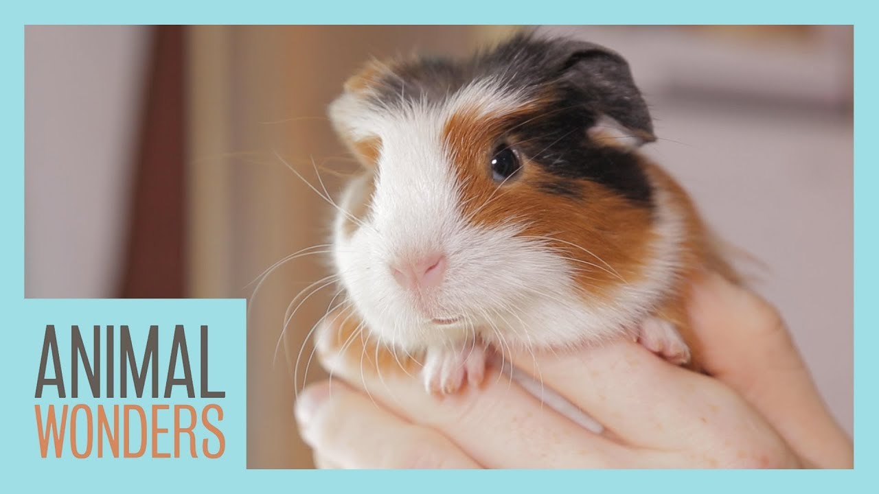 Guinea Pigs! What, Where, How