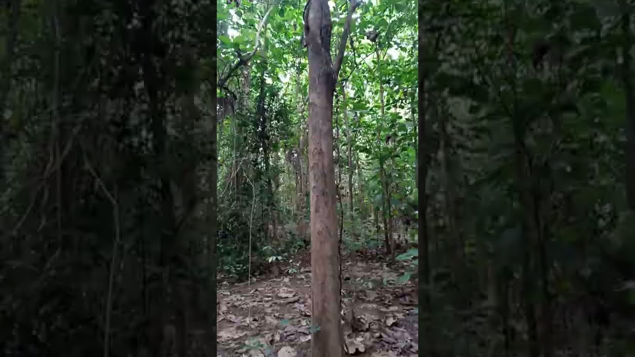 Plantation de teck en vente en Côte d'Ivoire. Contact : angendja0707@gmail.com