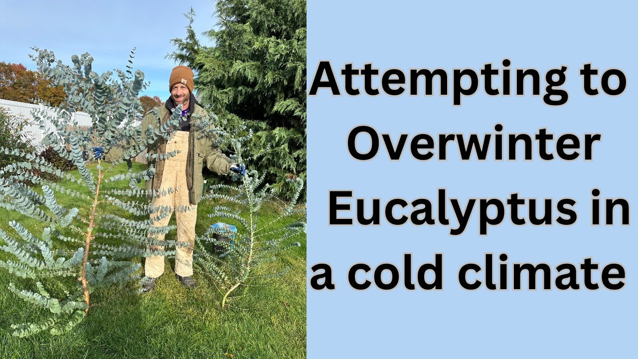 Trying to OverWinter Eucalyptus in Cold Winter Areas