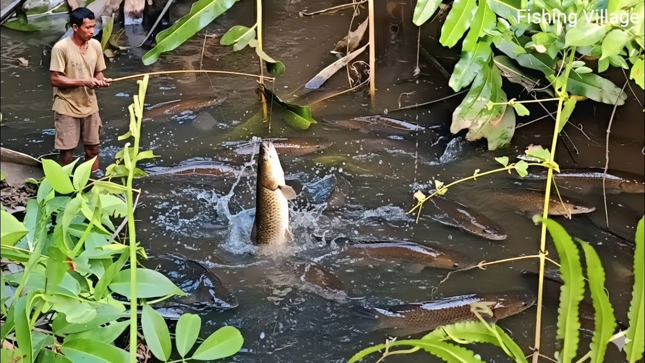Shocking! Traditional Hook Fishing for Giant Snakehead Fish in Small Canal.