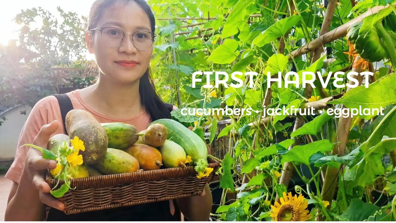 Thuy Gardening | What for my First Harvest Day