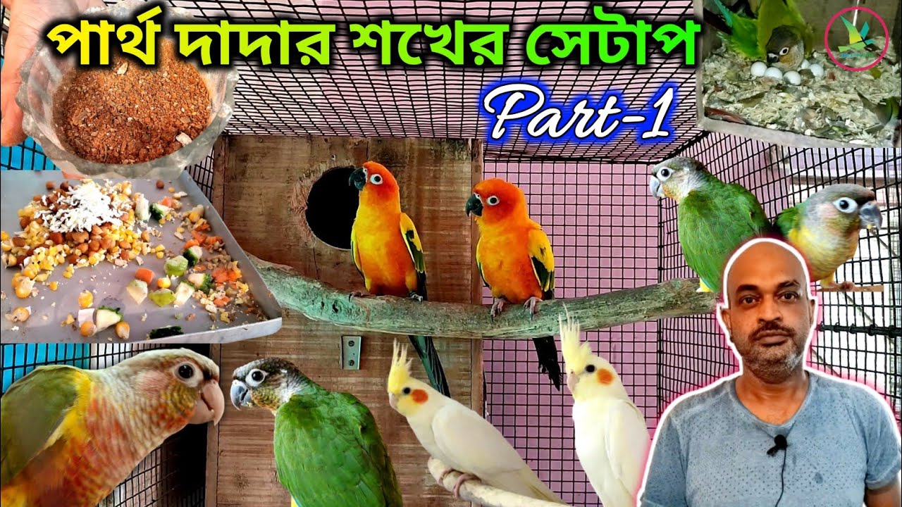 Sun Conure/Pineapple Conure/Yellow Sided Conure/Green Cheek/Cockatiel Birds Breeding Setup Visit