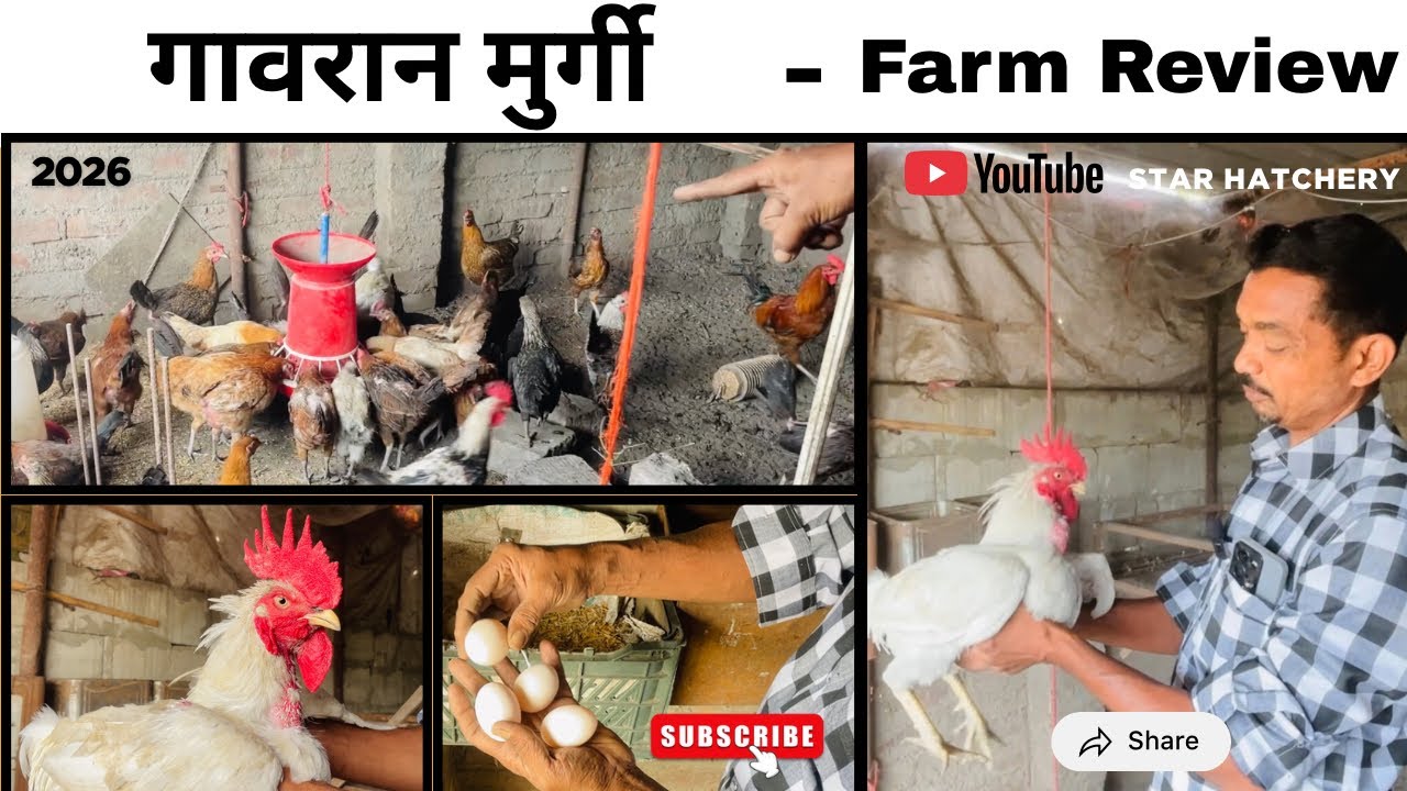 गावरान मुर्गी | Farm Review | Star Hatchery | 2026