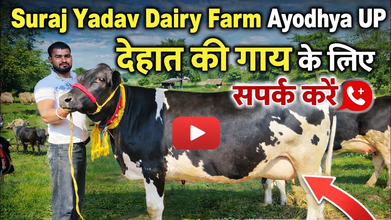 Top Quality cow,Suraj Yadav Dairy Farm Ayodhya Up 